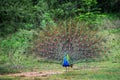 Indian Peafowl - Pavo cristatus Royalty Free Stock Photo