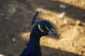 Indian peafowl Pavo cristatus Close Up.The bird is celebrated in Royalty Free Stock Photo