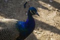 Indian peafowl Pavo cristatus Close Up.The Indian peafowl or blu Royalty Free Stock Photo