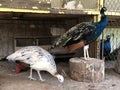 The Indian peafowl Pavo cristatus, The common peafowl, Blue peafowl, Der Blaue Pfau