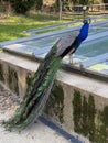 The Indian peafowl Pavo cristatus, Common peafowl, Blue peafowl or der Blaue Pfau, Conservatory and Botanical Garden of the City