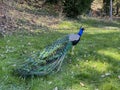 The Indian peafowl Pavo cristatus, Common peafowl, Blue peafowl or der Blaue Pfau, Conservatory and Botanical Garden of the City