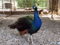 The Indian peafowl Pavo cristatus, The common peafowl, Blue peafowl, Der Blaue Pfau