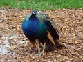 The Indian peafowl Pavo cristatus, Common peafowl, Blue peafowl, Der Blaue Pfau, Indijski pav or Indijski paun - Zoo Ljubljana