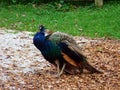 The Indian peafowl Pavo cristatus, Common peafowl, Blue peafowl, Der Blaue Pfau, Indijski pav or Indijski paun - Zoo Ljubljana