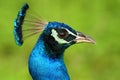 Indian Peafowl, Pavo cristatus, detail head portrait, blue and green exotic bird from India and Sri Lanca Royalty Free Stock Photo