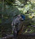 Indian Peafowl Pavo cristatus Female Preening Royalty Free Stock Photo