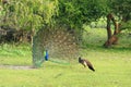 Indian Peafowl, Pavo cristatus. Male, a peacock, is courting to a female, peahen Royalty Free Stock Photo