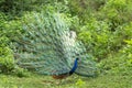 Indian peafowl or Pavo cristatus or male peacock display his wings and dancing with full colorful wingspan to attracts female Royalty Free Stock Photo