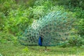 Indian peafowl or Pavo cristatus or male peacock display his wings and dancing with full colorful wingspan to attracts female Royalty Free Stock Photo