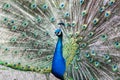 Indian peafowl / Pavo cristatus Royalty Free Stock Photo