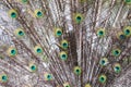 Indian peafowl / Pavo cristatus