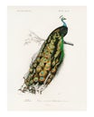 Indian peafowl Pavo Cristatus vintage illustration by Charles Dessalines D` Orbigny . Digitally enhanced by rawpixel