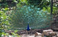 Indian Peafowl or Peacock Display with Wings