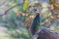 Indian Peafowl