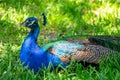 Indian peafowl peacock Pavo cristatus resting in grass - Florida, USA Royalty Free Stock Photo