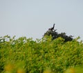 Indian Peafowl - Peacock - Sitting on a Branch on Top of Tree Royalty Free Stock Photo