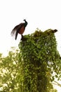 Indian peafowl resting on a tree Royalty Free Stock Photo