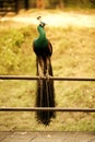 Indian peafowl ; specie Pavo cristatus family of Phasianidae. Royalty Free Stock Photo