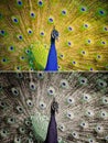 An Indian peafowl is spreading it's tail-feathers to the female