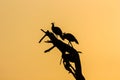 Indian peafowls perched on a dead tree against a yellow sky in the Keoladeo National Park in India