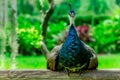Indian peahen in St. Augustine Florida Royalty Free Stock Photo