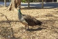 An Indian Peahen Royalty Free Stock Photo