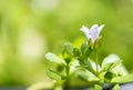 Indian pennywort, brahmi, Bacopa monnieri branch flowers ,green leaves on nature background