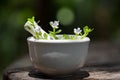 Indian pennywort, brahmi, Bacopa monnieri branch flowers ,green leaves on nature background