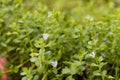 Indian pennywort, brahmi Bacopa monnieri, flowers on natural background. Royalty Free Stock Photo