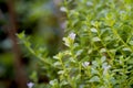 Indian pennywort, brahmi Bacopa monnieri, flowers on natural background.