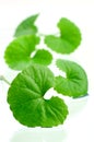 Indian pennywort brain tonic herbal plant.