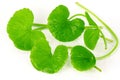 Indian pennywort (Centella asiatica (L.) Urban.) brain tonic her