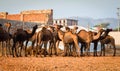 Indian people and camels at Pushkar Camel Fair Pushkar Mela in Pushkar, Rajasthan, India Royalty Free Stock Photo