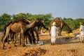 Indian people and camels at Pushkar Camel Fair Pushkar Mela in Pushkar, Rajasthan, India Royalty Free Stock Photo