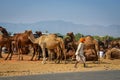 Indian people and camels at Pushkar Camel Fair Pushkar Mela in Pushkar, Rajasthan, India Royalty Free Stock Photo