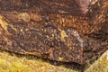 Indian Petroglyphs Newspaper Rock Petrified Forest National Park Arizona Royalty Free Stock Photo