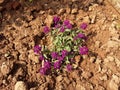 The Indian phlox flower plant