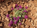 The Indian phlox flower plant