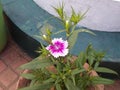 The Indian phlox flower plant.phlox or patua bud flower green leaf plant