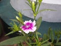 The Indian phlox flower plant.phlox or patua bud flower green leaf plant