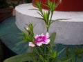 The Indian phlox flower plant.phlox or patua bud flower green leaf plant