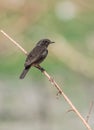 An Indian Pied Bushchat Female bird