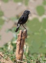 An Indian Pied Bushchat Male bird