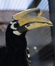 Indian pied-hornbile