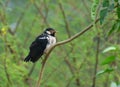 Indian pied myna or Asian Pied Starling Gracupica contra