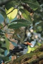 Indian Pied Myna bird on a branch of tree