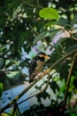 an indian pied myna bird on a branch of a tree