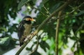 Indian Pied Myna is sitting alone