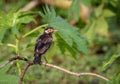 Indian pied myna or asian pied starling.